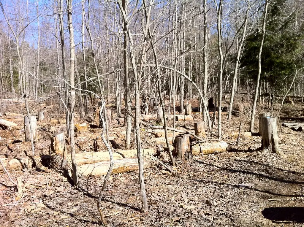 Cleared woodland area used as representative stock photography, not a Ground Force project