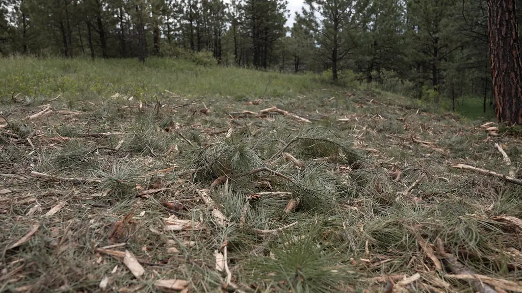 Mulched woodland floor used as representative stock photography, not a Ground Force project