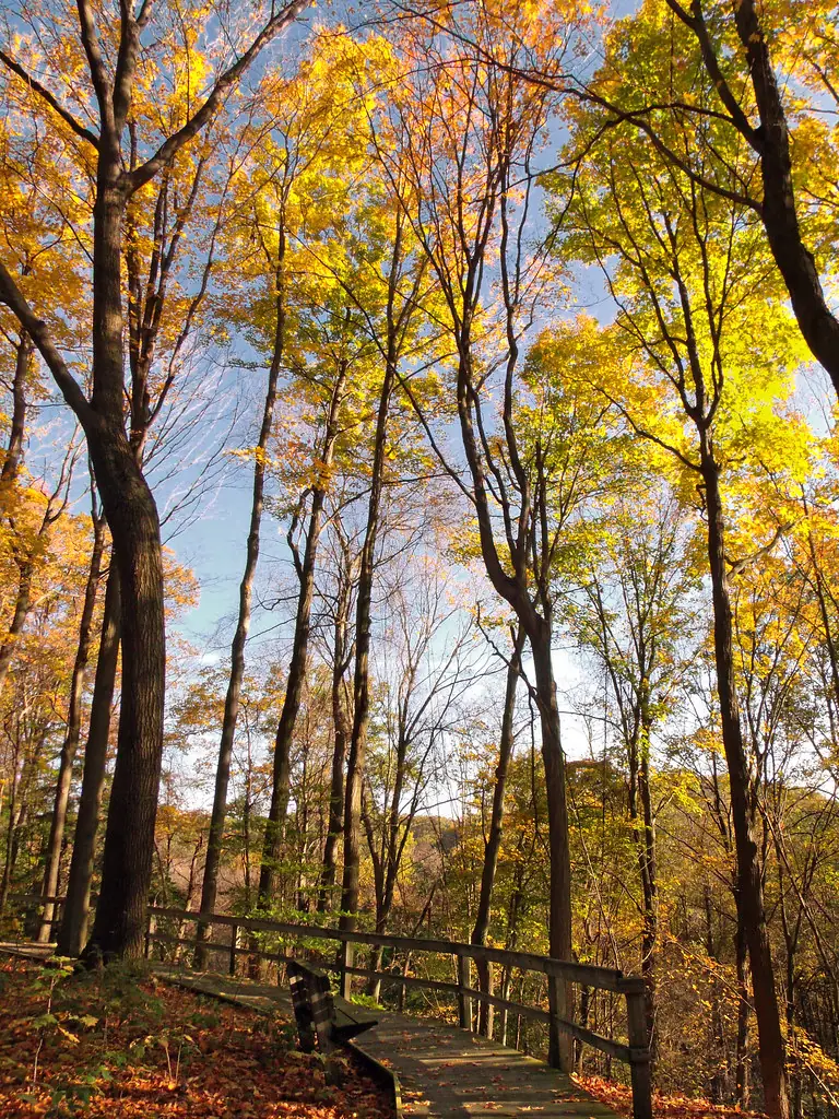 Autumn woodland at Hogback Ridge Park, Ohio, used as representative stock photography