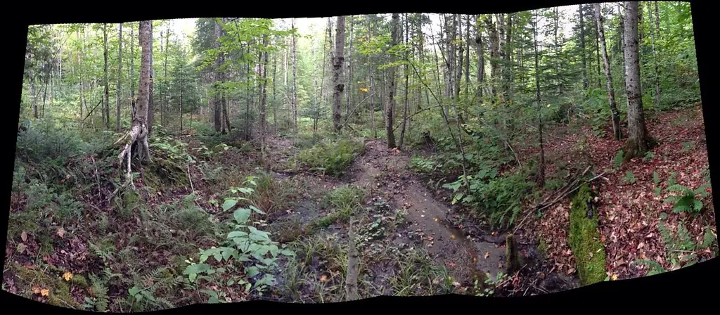 Wooded property path used as representative stock photography, not a Ground Force project